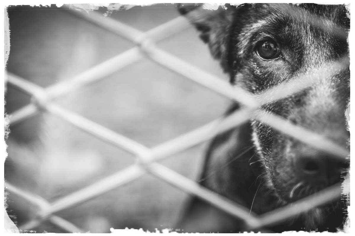 犬の里親になる前に備えておくべき『4つの心得』　飼い主に必要な覚悟や幸せに過ごすための配慮まで