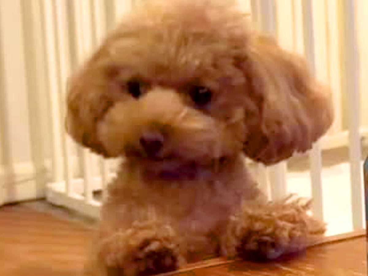 食事中に『トイレの報告』をしにきた犬→まるで『中に人が入っているかのような行動』が226万再生「ドヤ顔ｗｗ」「キリッとしてて草」の声