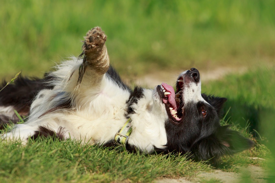 犬が芝生でゴロゴロ転がるのは快感なの？犬の本能と４つの心理