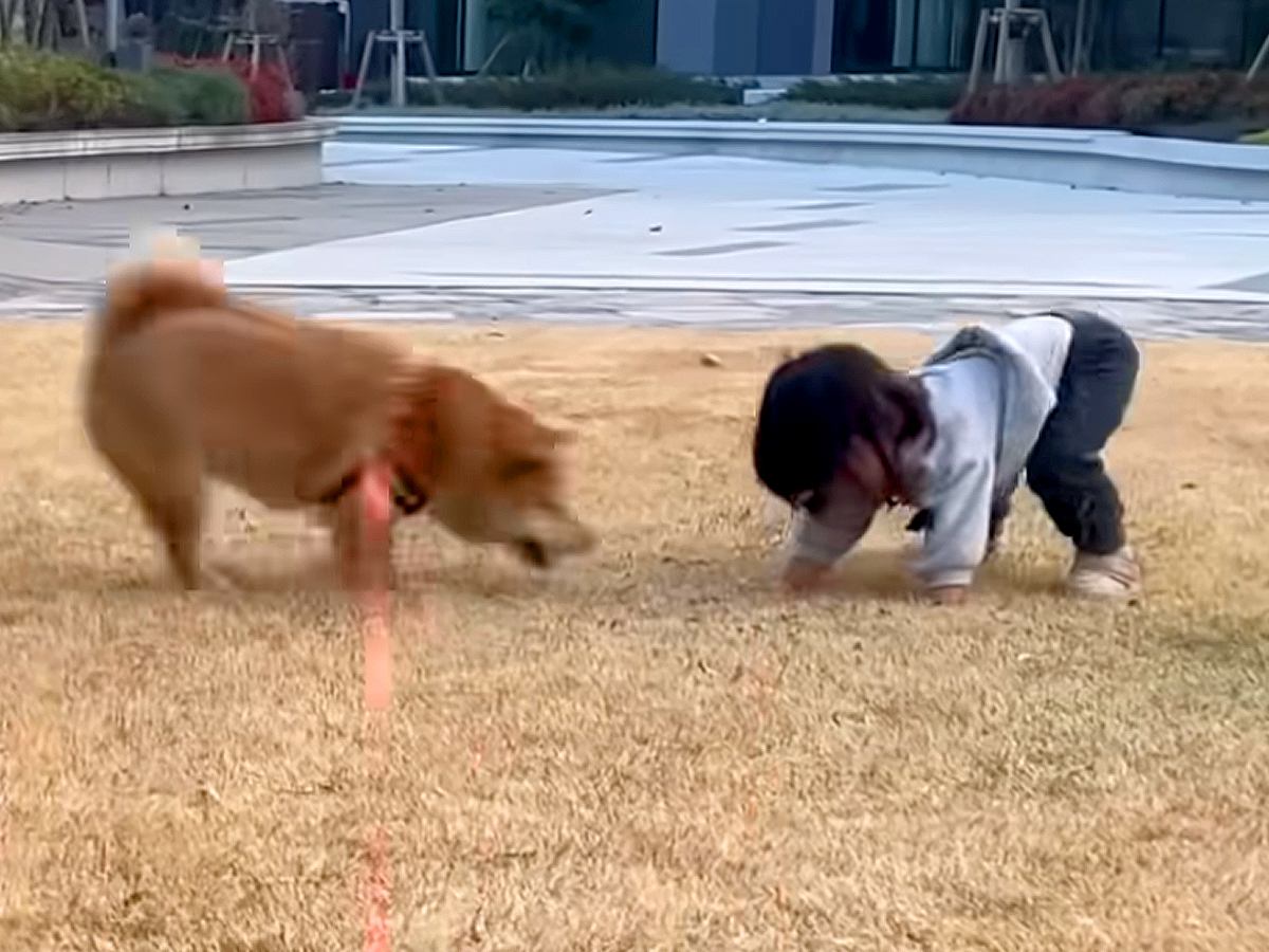 1歳の女の子が転んでしまった結果、犬が秒で駆けつけ…ピンチを察した後の『まさかの指導』が7万再生　想定外の対応に思わずほっこり