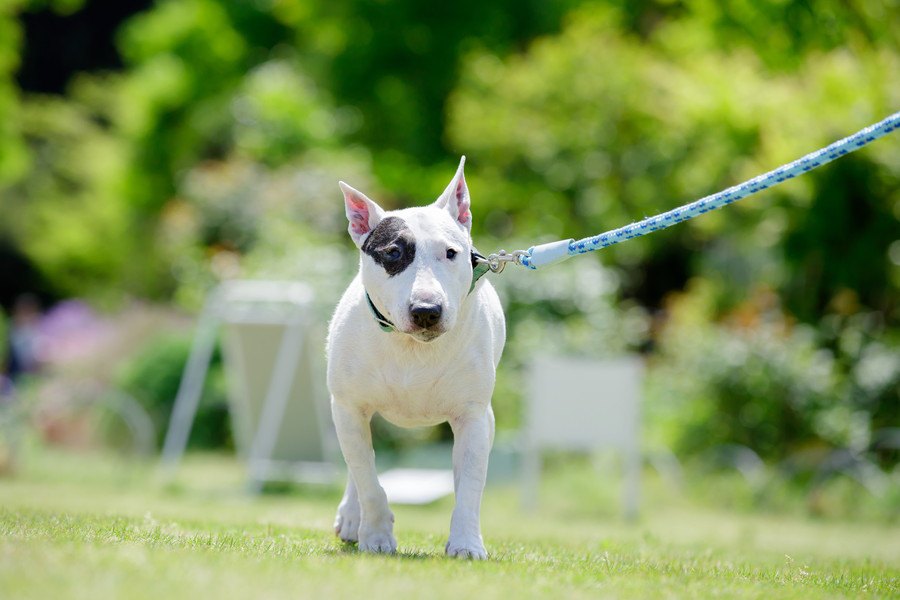 犬の飼い主に必要な「８つの条件」