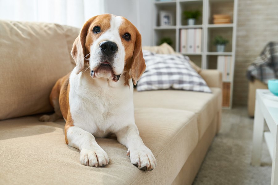 犬がシニア期に入った時に見せる行動や仕草５つ