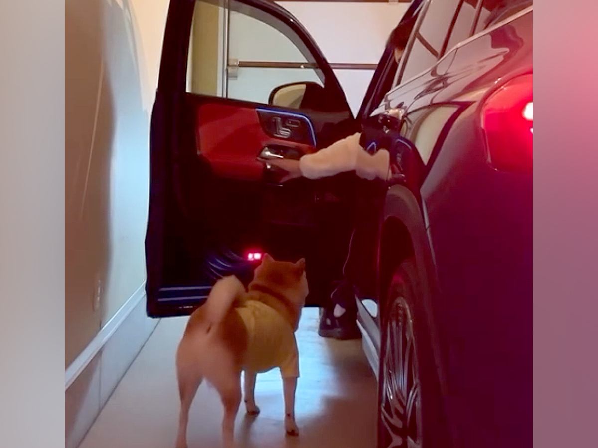 2匹の犬を車に乗せようとした結果→1匹はすんなり乗ったのに…想像以上に『駄々をこねる光景』が472万再生「一番困るやつｗ」「楽しんでる」