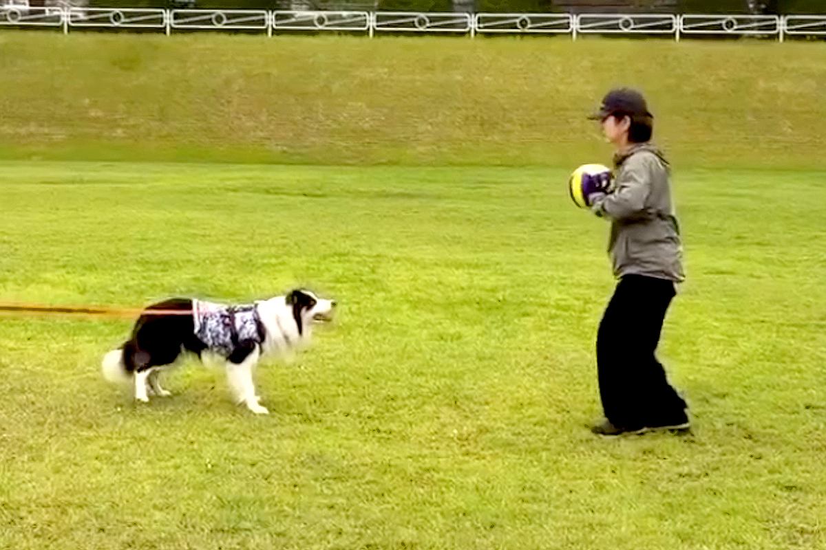 『めっちゃ痛そうで草』運動神経がいい犬とボール遊びをした結果→まさかの『ハプニング』が11万再生「ナイスコンビｗｗ」「油断大敵」