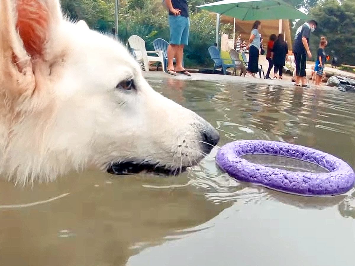 プールに浮かぶおもちゃを取りたい大型犬…思わず応援したくなる『かわいい展開』が11万再生「勇敢そうなのにｗ」「うろうろして可愛すぎる」