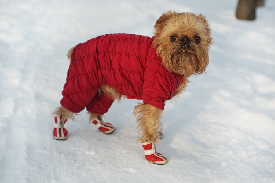 犬の靴を履かせるべき時・履かせない方が良い時