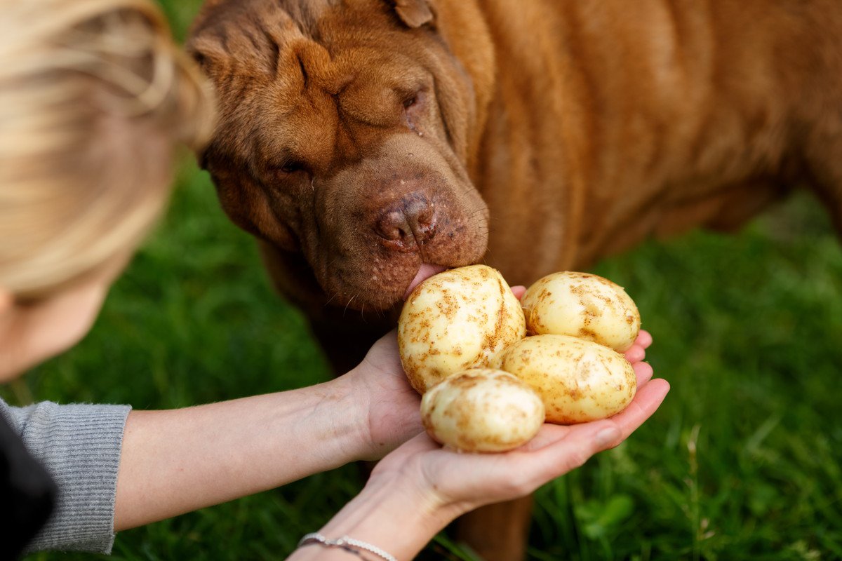 犬にじゃがいもを与える時の「ダメ行動」４つ！やってはいけない食べさせ方と正しい方法