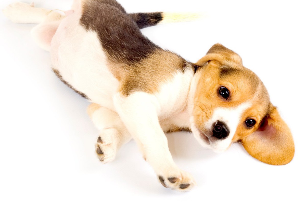 犬が何もない場所で転ぶ『７つの原因』注意すべき危険な病気・怪我とは？
