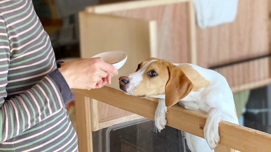 犬がご飯を前に『興奮状態』になっているときのNG行為4選　興奮を助長させる飼い主の行動とは？