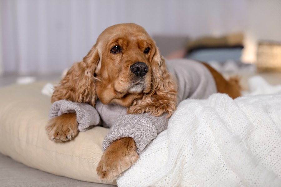 乾燥が犬に与える悪影響７つ