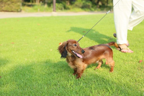 胴長短足さんの犬には特におすすめ！安心の8の字ハーネス