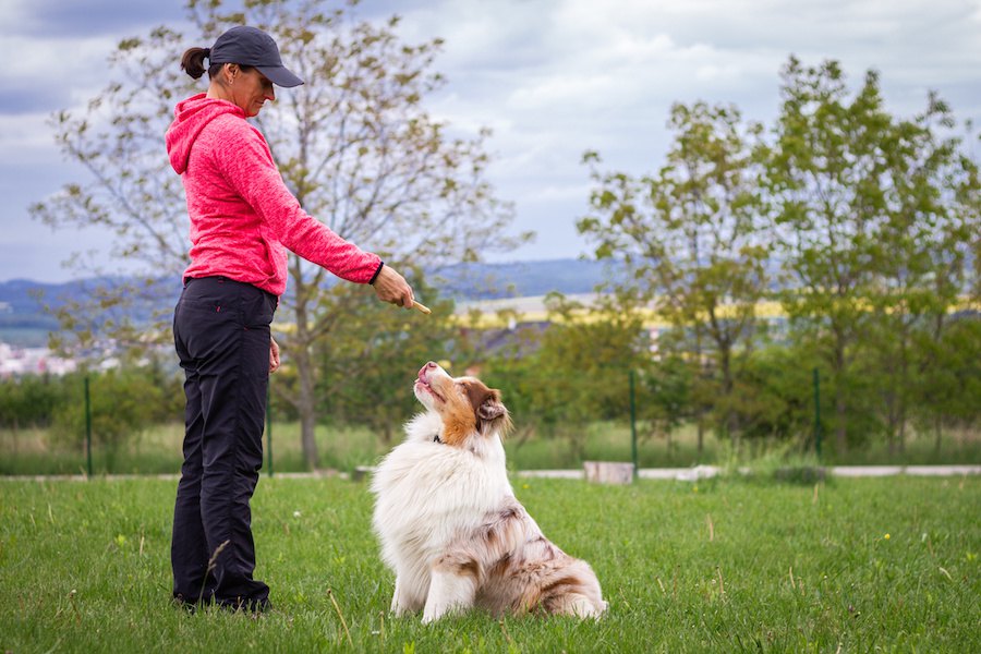 ドッグトレーナーが飼ってる犬ってやっぱりお利口なの？