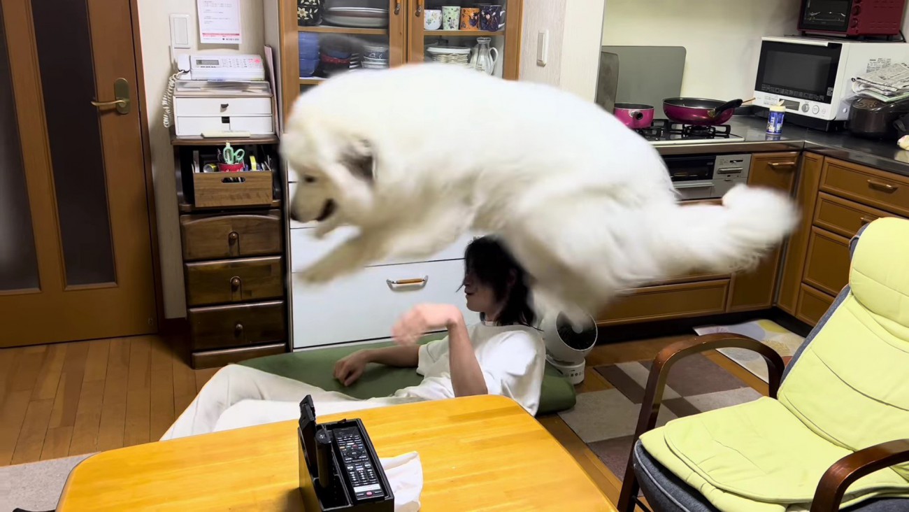 『おかえり～！』超大型犬の容赦ないダイビングプレスを食らった飼い主…「大迫力やw」プロレス並みの激しさに絶賛の声