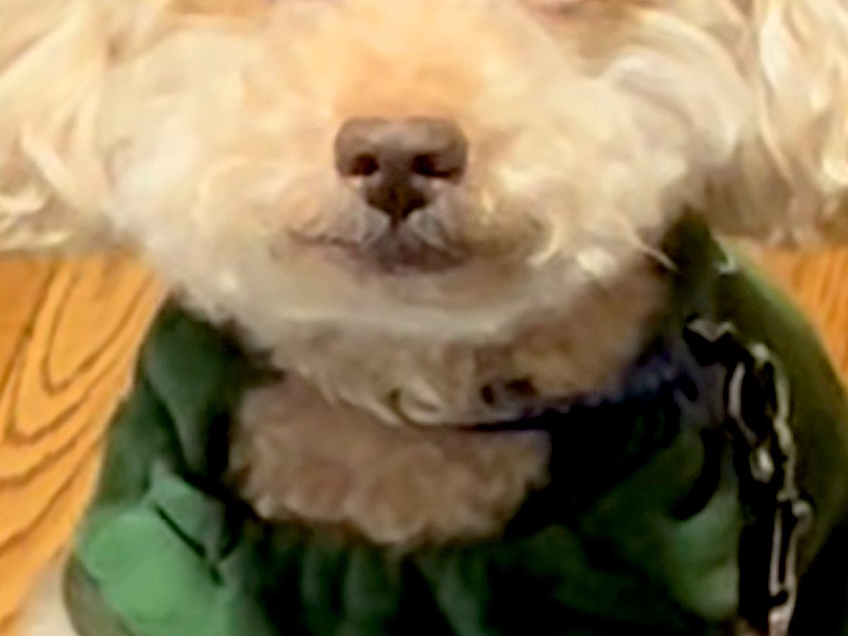 『残業後の私やん…』目がつぶらなおじいちゃん犬→『まるで人間のような表情』が150万再生「大御所の俳優みたい」「穏やかで優しいお顔」