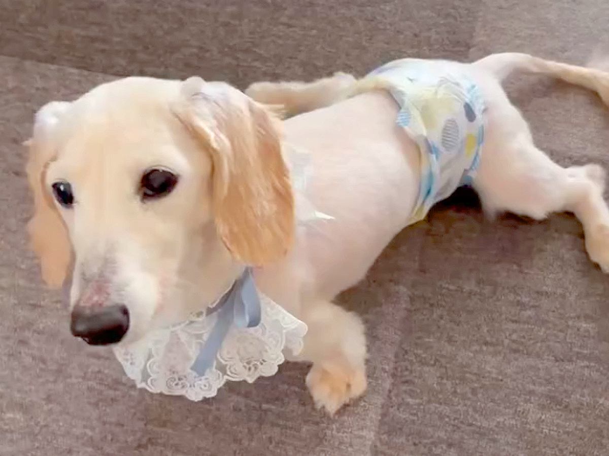 11歳目前で足が悪くなってしまった老犬→初めて『車椅子』に挑戦した結果…『涙あふれる光景』に反響「嬉しそうで泣ける」「本当に楽しそう」