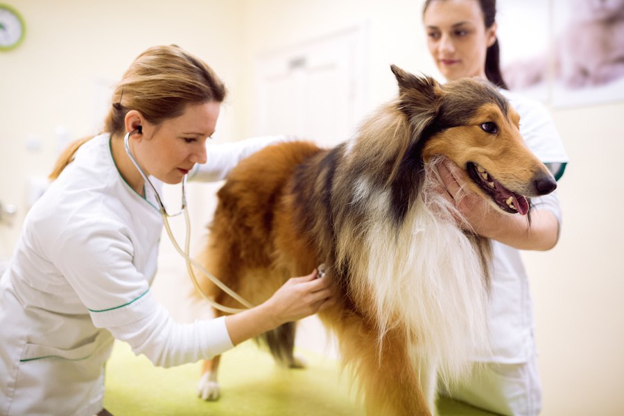 愛犬の健康診断と予防医療　生涯のスケジュールについて