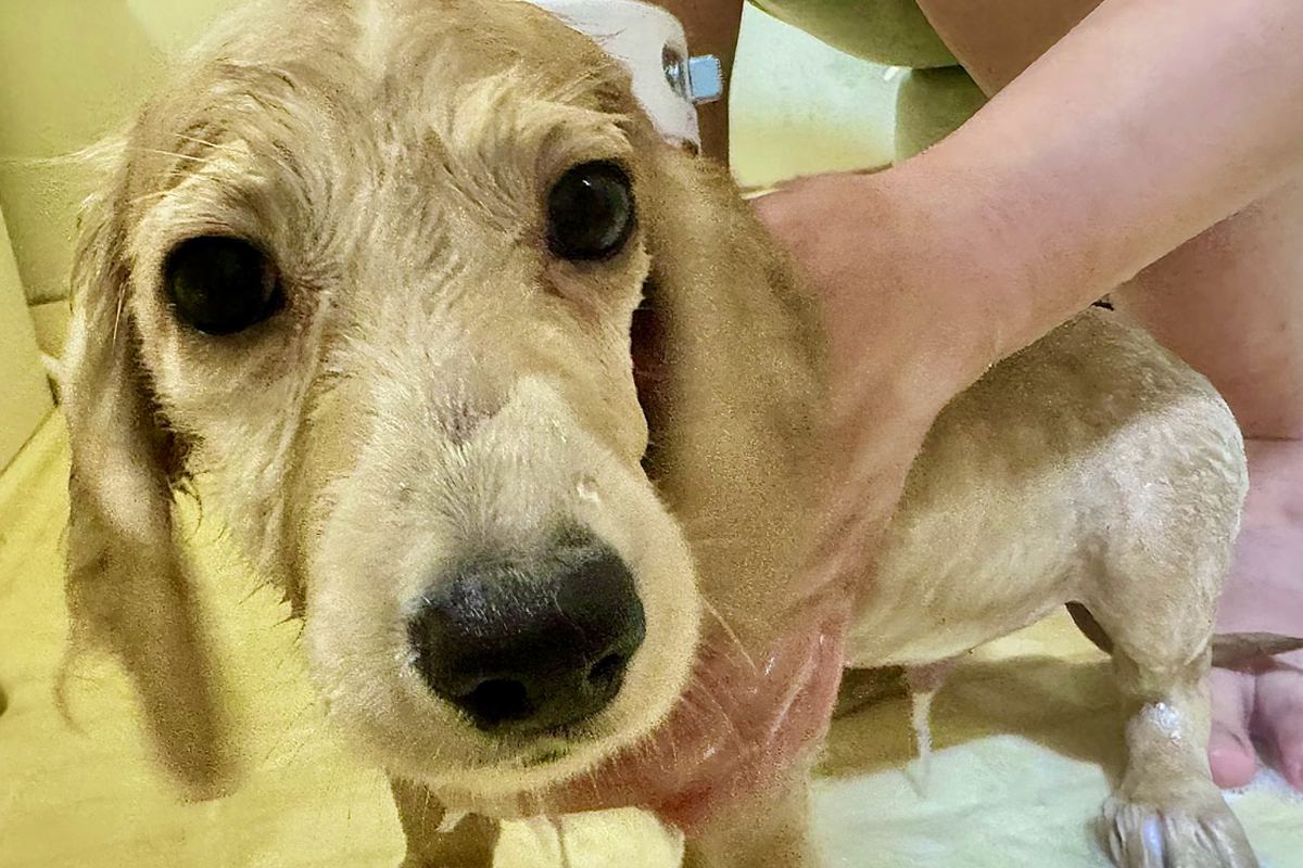 お風呂に入った子犬→いい匂いになった途端『先輩猫』が近づいてきて…『微笑ましい光景』に1万いいね「かわいい」「まんざらでもない感じｗ」