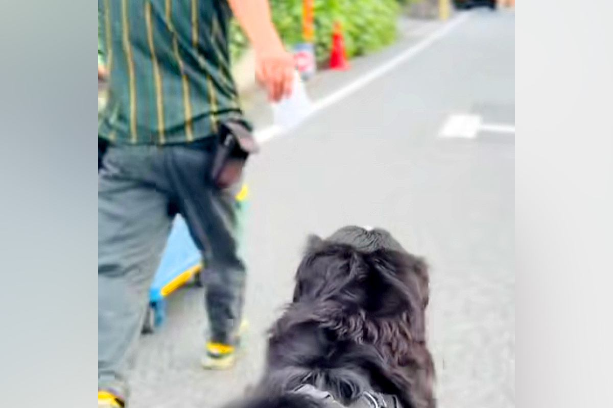 『クロネコヤマト配達員』が台車を押していたら、後ろから『超大型犬』が来て…微笑ましい光景が33万再生「ルンルン可愛い」「疲れ吹っ飛ぶ」