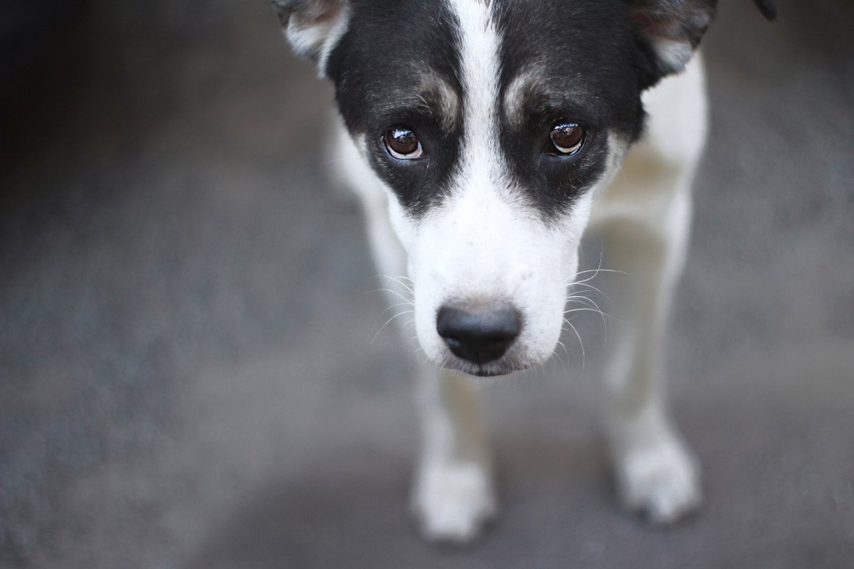 愛犬が自信を失う『絶対NG行為』3選！やるべきではない行動と自信を無くしているサインとは？