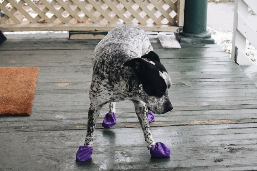 犬に靴を履かせるときに絶対気を付けるべきポイント3選！選び方や履かせ方が重要！