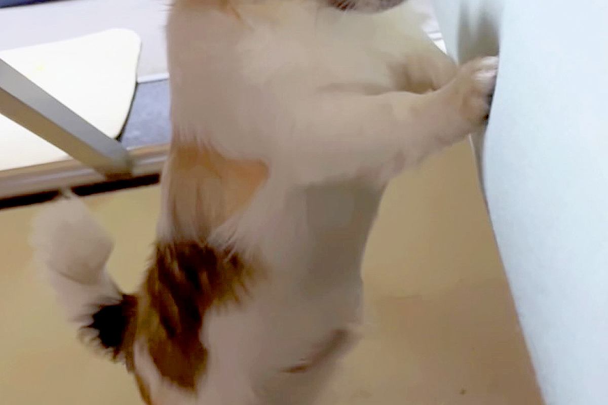他の犬がママとイチャイチャしているのを発見したワンコ→阻止しようとしたものの…思わず笑う『まさかの展開』が165万再生「イラついてるｗ」
