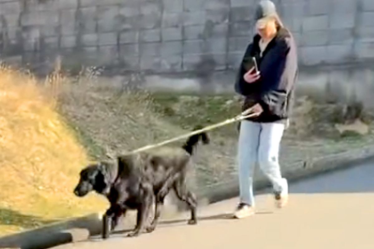 大型犬の散歩中、パパが『知らないふりをして通り過ぎた』結果→『気づかない』と思いきや…素敵すぎる展開が53万再生「愛情」「目キラキラ」