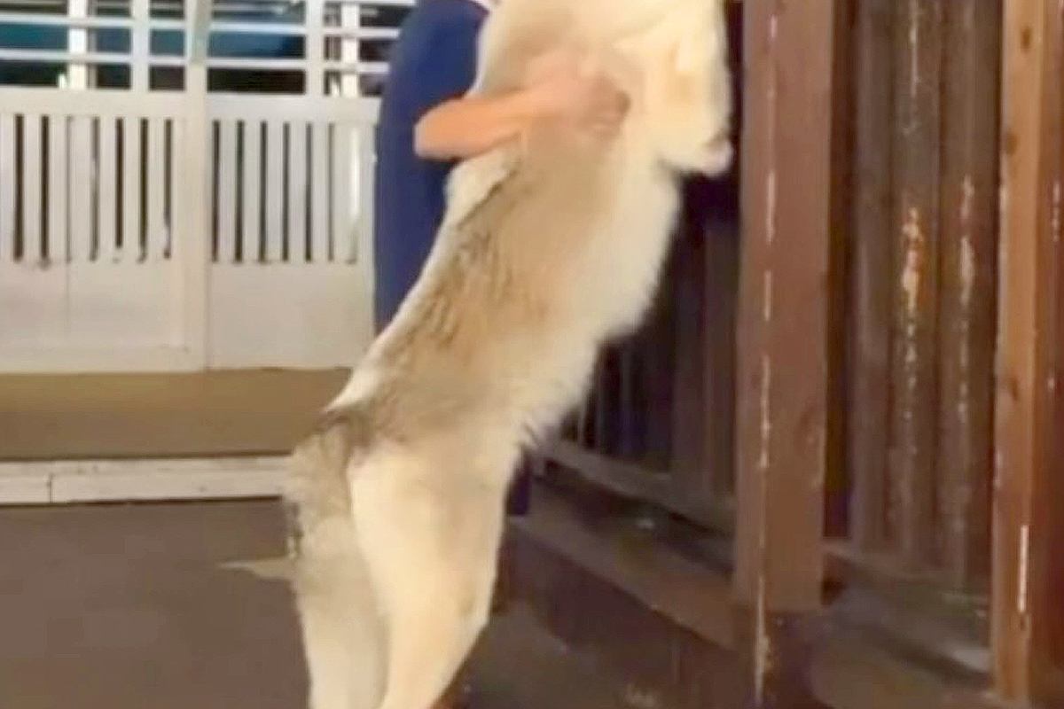 身長180cmの夫が『ウルフドッグ』と並んだ結果→『さすがに犬よりは大きい』と思いきや…衝撃のサイズ感に「でっか！」「人間と思ってそう」