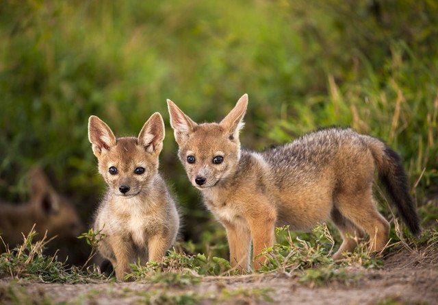 実は仲間だった！イヌ科の動物たち５選