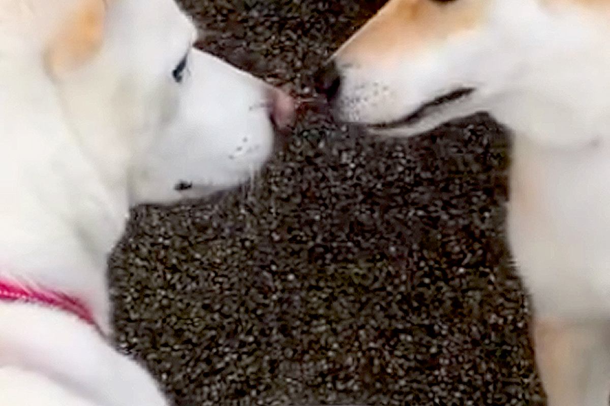 犬が亡くなる1週間前、『大親友のワンコ』に会いに行った結果→体調が悪いのに…涙が出る『最期のご挨拶』が15万再生「素敵…」「最高の笑顔」