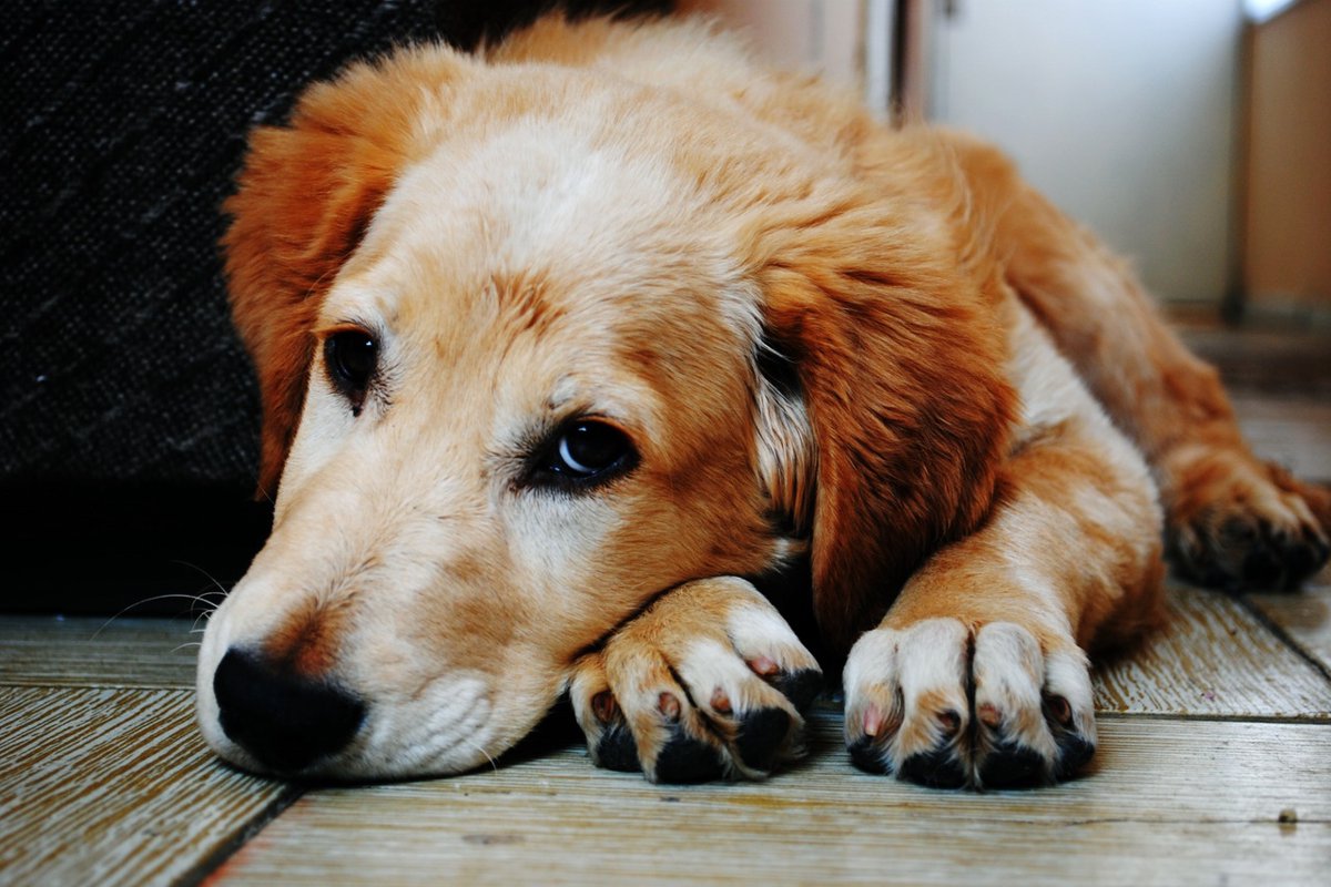 やりすぎ…？愛犬が嫌がってるかもしれない４つの親バカ行為