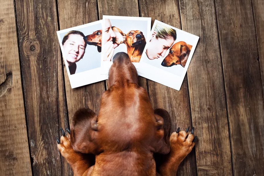 絶対に撮っておきたい『犬の写真』４選