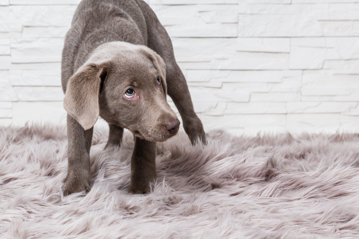 犬が『信用していない人』にみせるサイン５選　信頼関係が崩壊する飼い主のNG態度とは？