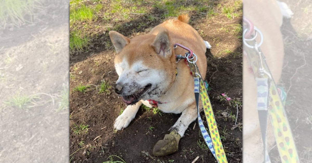 「最高！」土遊びを満喫♡柴犬さんの満面の笑顔が素敵すぎると話題