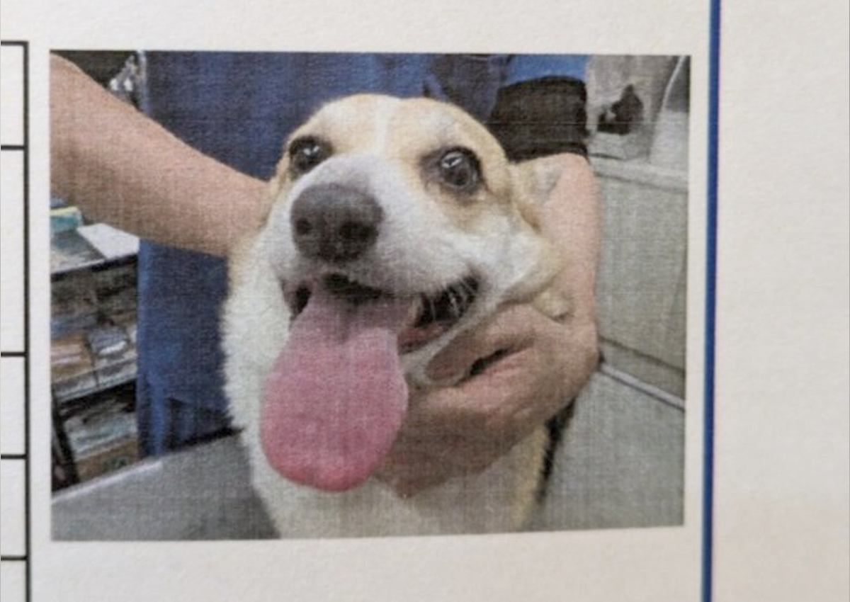 犬の『ワクチン接種証明書』笑顔が満点過ぎると4万4000いいね集まる「安心感半端ない笑」「誇らしげな表情だ」絶賛コメント続々