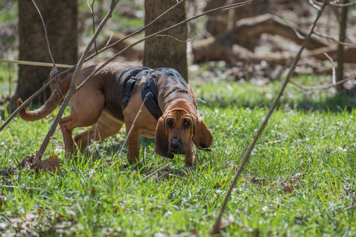 「そんなものまで！？」自然環境を保護するために働く犬たち