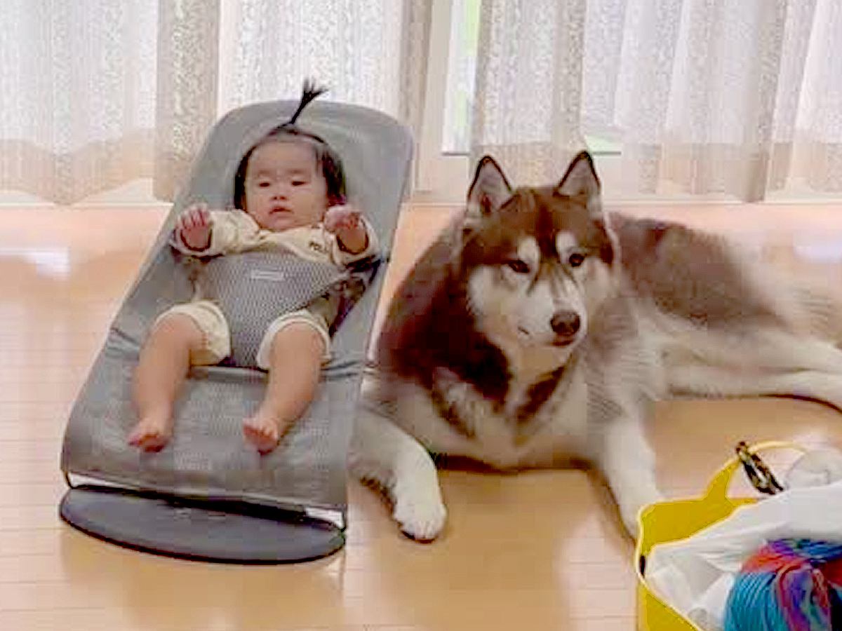 『赤ちゃんの見守り』をしている大型犬→洗濯物を取りに行った隙に…どっちが赤ちゃんかわからない『まさかの光景』が55万再生「可愛すぎ」