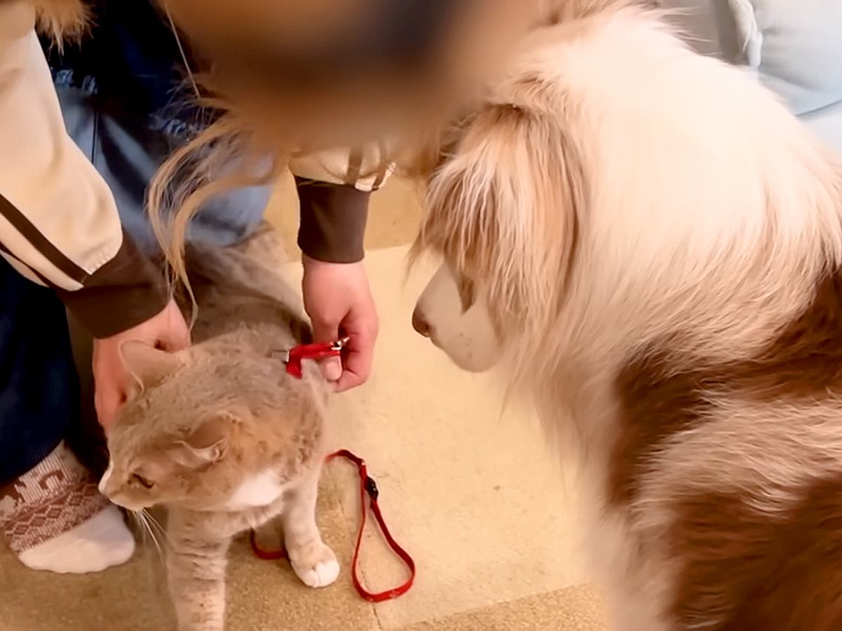 実家の猫が『初めて家に遊びに来た』結果→犬たちがガン見し続け…絶対に離れない『まさかの光景』が37万再生「見すぎw」「お茶吹いた」