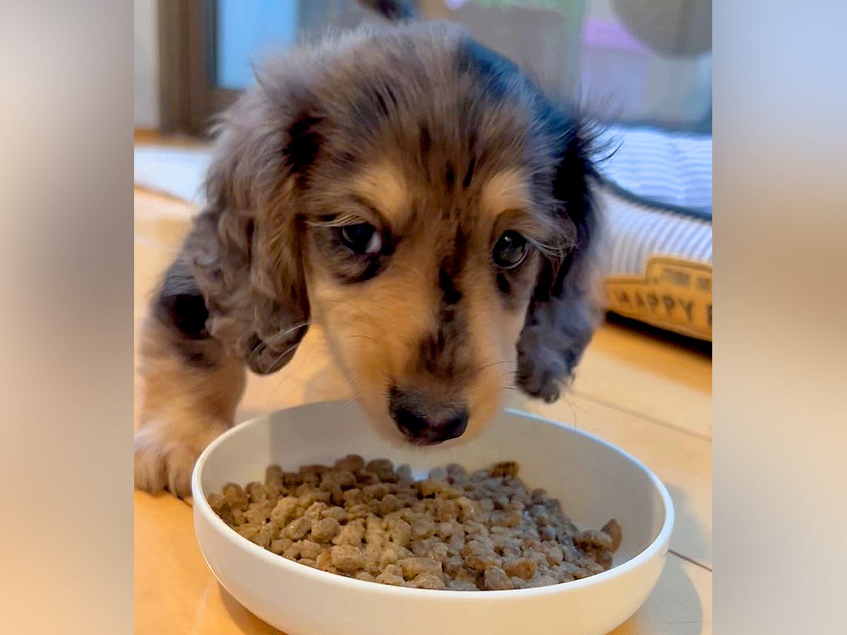 『大きくなっても3.5キロ』と言われた小さい犬…半年後→想定と違いすぎる『衝撃的な現在』が129万再生「むしろ親孝行」「重さも愛おしい」