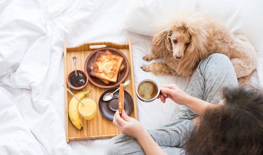 犬がメープルシロップを食べても大丈夫？成分や効果、与える際の注意点とは