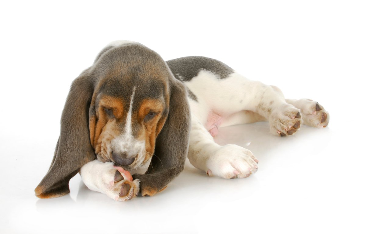 犬が『前足を舐めている』ときの心理5選　執拗にペロペロする理由や病院へ連れて行くべき状態とは？