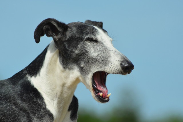 見過ごさないで！愛犬の「ストレス」をチェックしよう！