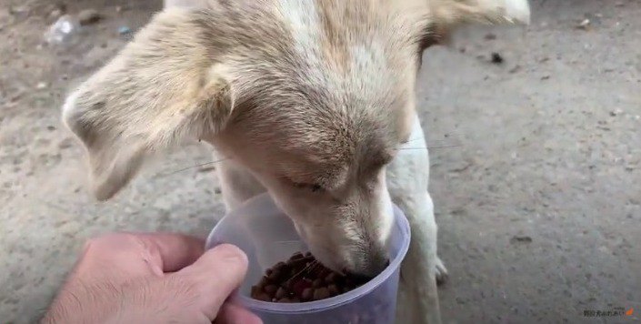 【野良犬支援】はじめての『お腹いっぱい』姿に感動！【ネパール】