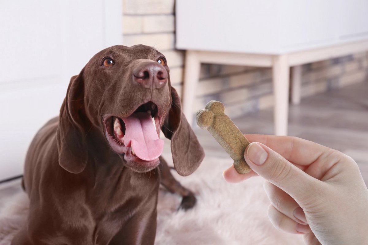 犬に絶対NGな『おやつ』の与え方5選　愛犬に悪影響を及ぼす食べさせ方に要注意