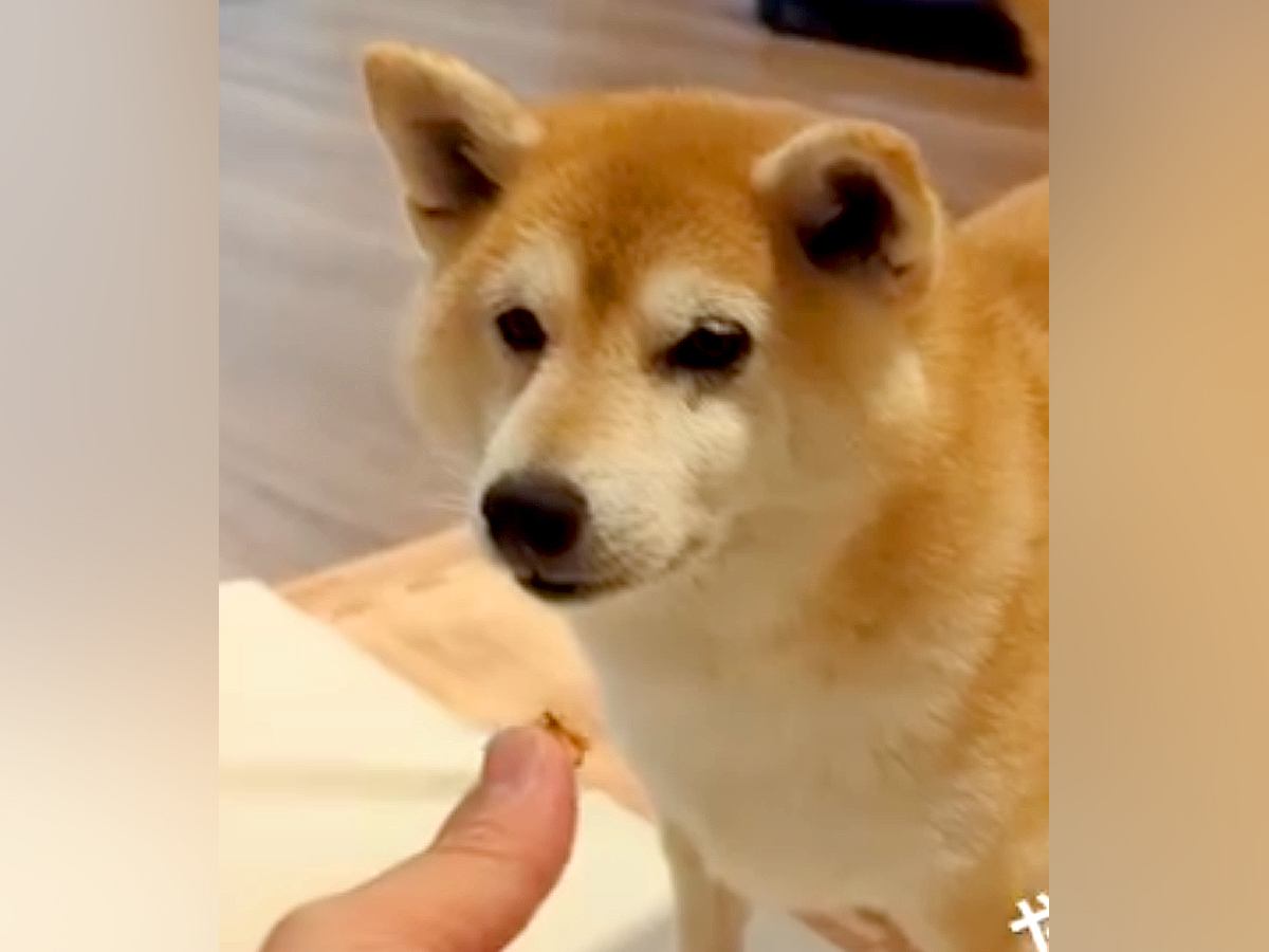 おやつで『マテ』する犬→『ヨシ』を待っているのかと思いきや…『まさかのワード』で食べる光景に反響「どういうシステムｗ」「ずっと見てたい」