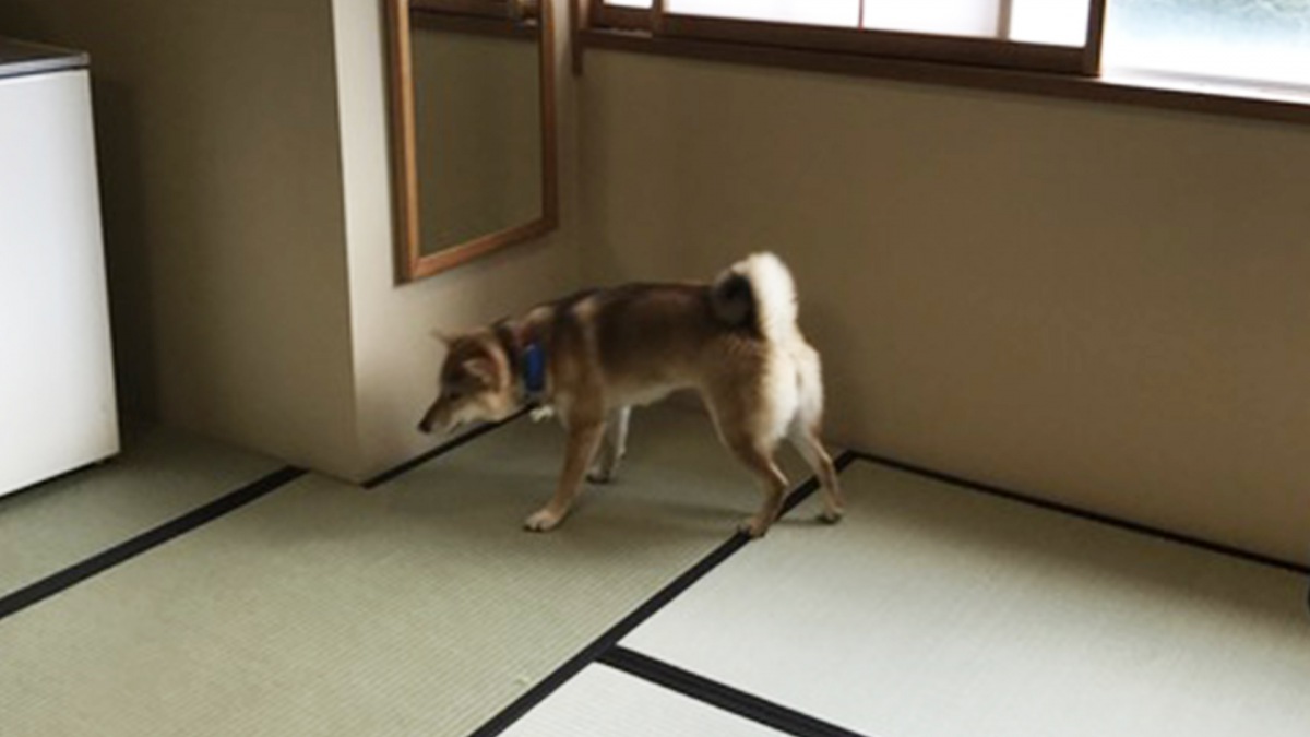 愛犬と泊まれるホテルを利用してみて