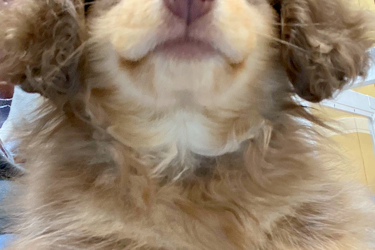 ハリーポッターの『ハーマイオニー』に似ていると言われた犬→思わず納得する光景に3万いいね集まる「想像以上に似てた」「入学時だ！可愛い」