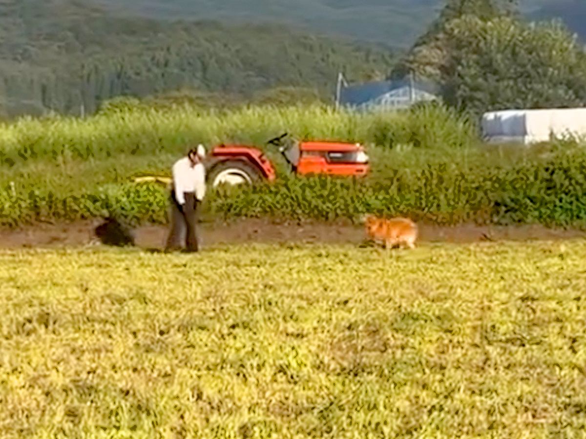『犬を飼うことに反対していた父親』大型犬をお迎えした結果→思っていたのと違う『まさかの光景』が31万再生「素敵なお父さん」「いい家族」