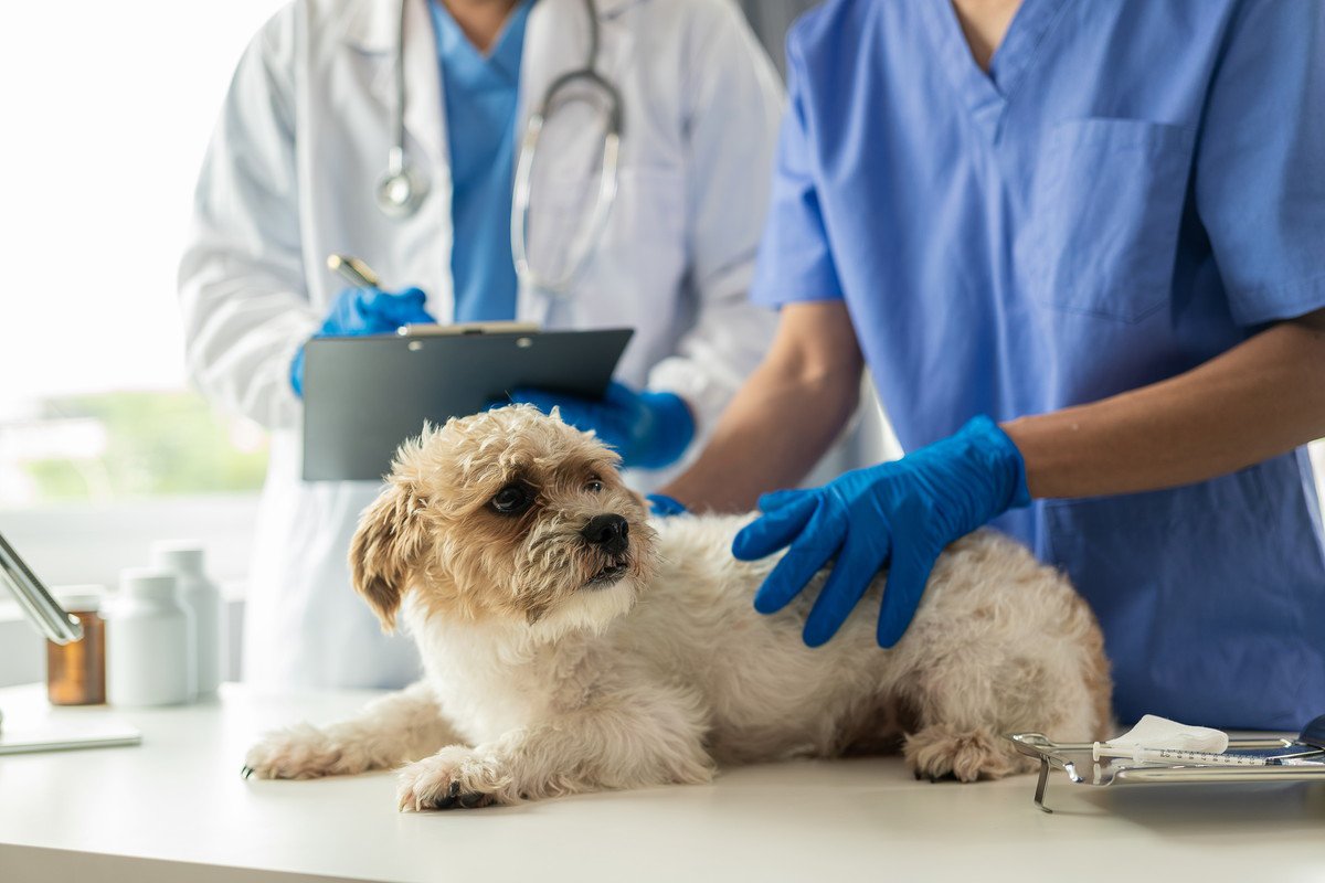 犬が飼い主に『怖いです』と伝えているサイン3選　今すぐにできる"安心させてあげる方法"とは？ 