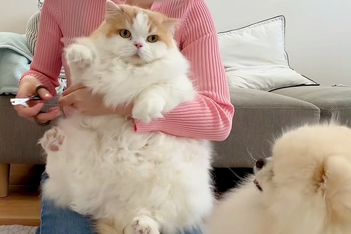 猫のお手入れ中に寄ってきた犬→『心配そうに見守っている』かと思ったら…人間のような『まさかの行動』に反響「可愛いｗ」「どこで覚えたの？」