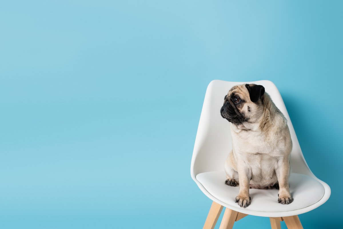 『イタズラがバレた』ときに犬がみせる仕草5つ　問題行動を発見した場合の適切な対応まで